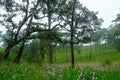 Dragon Crest Flower Field at Phu Soi Dao National Park, Loei Province,Thailand