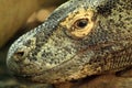 Dragon de Komodo (Varanus komodoensis) Royalty Free Stock Photo