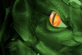 Dragon eye closeup image. Red orange fire eye and green reptile skin macro. Fantastic magic creature visualization Royalty Free Stock Photo