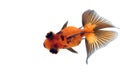 Dragon Eye Goldfish Royalty Free Stock Photo