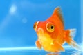Dragon Eye Goldfish with blue Royalty Free Stock Photo