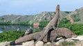 Dragon on the dragon. A female dragon climbed on top of the larger male. Komodo dragon, scientific name: Varanus komodoensis.