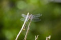 Dragon flies insect perched in a little branch isolated against beautiful blurry background