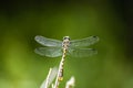 Dragon flies insect perched in a little branch isolated against beautiful blurry background