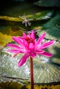 Dragon Flies on a Pink Water Lily