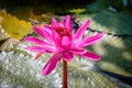 Dragon Flies on a Pink Water Lily