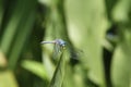 Dragon flies in the wild Royalty Free Stock Photo