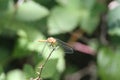 Dragon flies in the wild Royalty Free Stock Photo