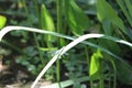 Dragon flies in the wild Royalty Free Stock Photo