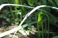 Dragon flies in the wild Royalty Free Stock Photo