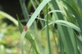 Dragon flies in the wild Royalty Free Stock Photo