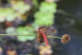 Dragon flies in the wild Royalty Free Stock Photo