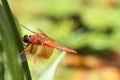 Dragon flies in the wild Royalty Free Stock Photo