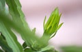 Dragon flower bud Royalty Free Stock Photo