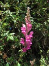 Dragon flowers, antirrhinum