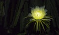 Dragon flowers shine at night