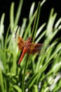 Dragon Fly Royalty Free Stock Photo