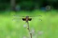 Dragon fly Royalty Free Stock Photo