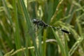Dragon fly amongs Rice Trees