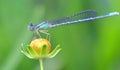 Dragon fly Royalty Free Stock Photo