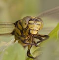 Dragon fly Royalty Free Stock Photo