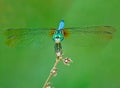 Dragon Fly Appearing to Smile