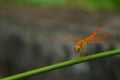 Dragon fly - Brachythemis contaminata peacefully resting on a plant Royalty Free Stock Photo