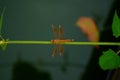 Dragon fly - Brachythemis contaminata beautiful shot from top Royalty Free Stock Photo