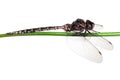 Dragon fly on a branch Royalty Free Stock Photo