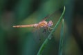 Dragon fly brown in colour holding a green grass and feeding on it . macro shot of dragonfly with transparent wings. Royalty Free Stock Photo