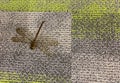 A dragon fly on a carpet Royalty Free Stock Photo