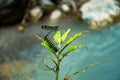 Dragon fly and a caterpillar on a same leafy plant in the forest of Himalayas , Uttarakhand India Royalty Free Stock Photo