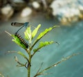 Dragon fly and a caterpillar on a same leafy plant in the forest of Himalayas , Uttarakhand India Royalty Free Stock Photo