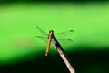 Dragon Fly Royalty Free Stock Photo