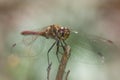 Dragon fly close up Royalty Free Stock Photo