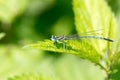 Dragon Fly, common blue damselfly Royalty Free Stock Photo