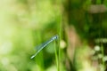 Dragon Fly, common blue damselfly Royalty Free Stock Photo