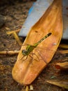 A dragon fly on a dry leaf Royalty Free Stock Photo
