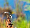 Dragon Fly on Dry Plant at Pond Royalty Free Stock Photo