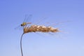 Dragon-fly on the ear of corn Royalty Free Stock Photo