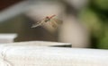 Dragon fly in flight Royalty Free Stock Photo