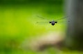 Dragon fly in flight Royalty Free Stock Photo