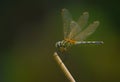 Dragon Fly in a frame Royalty Free Stock Photo