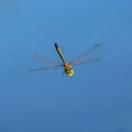 Dragon fly in front of blue sky Royalty Free Stock Photo