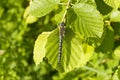 Dragon fly on a green leaf Royalty Free Stock Photo