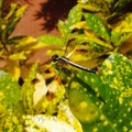 Dragon fly on green leaves closeup image gallery black dragon fly bee wild insects natural