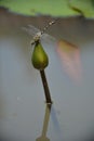 A dragon fly having lunch Royalty Free Stock Photo