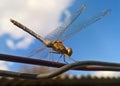 Dragon-fly insect close up picture Royalty Free Stock Photo