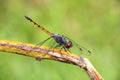 Dragon fly, insect