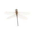 Dragon-Fly Isolated Royalty Free Stock Photo